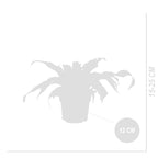 Asplenium Antiquum – Plante D'Intérieur
