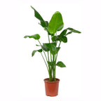 Strelitzia Nicolai Xxl – Plante D'Intérieur