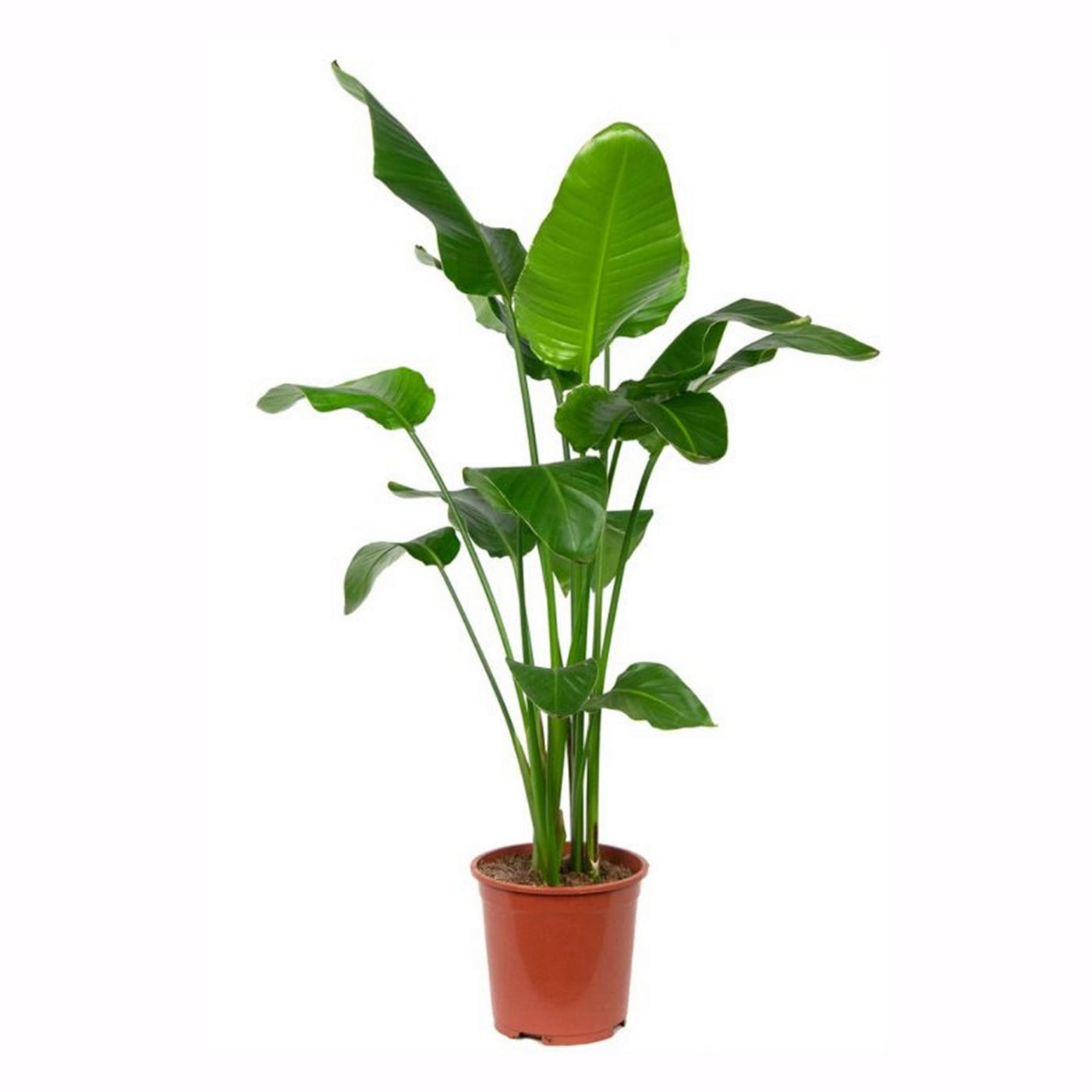 Strelitzia Nicolai Xxl – Plante D'Intérieur