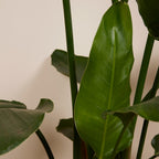 Strelitzia Nicolai Xxl – Plante D'Intérieur