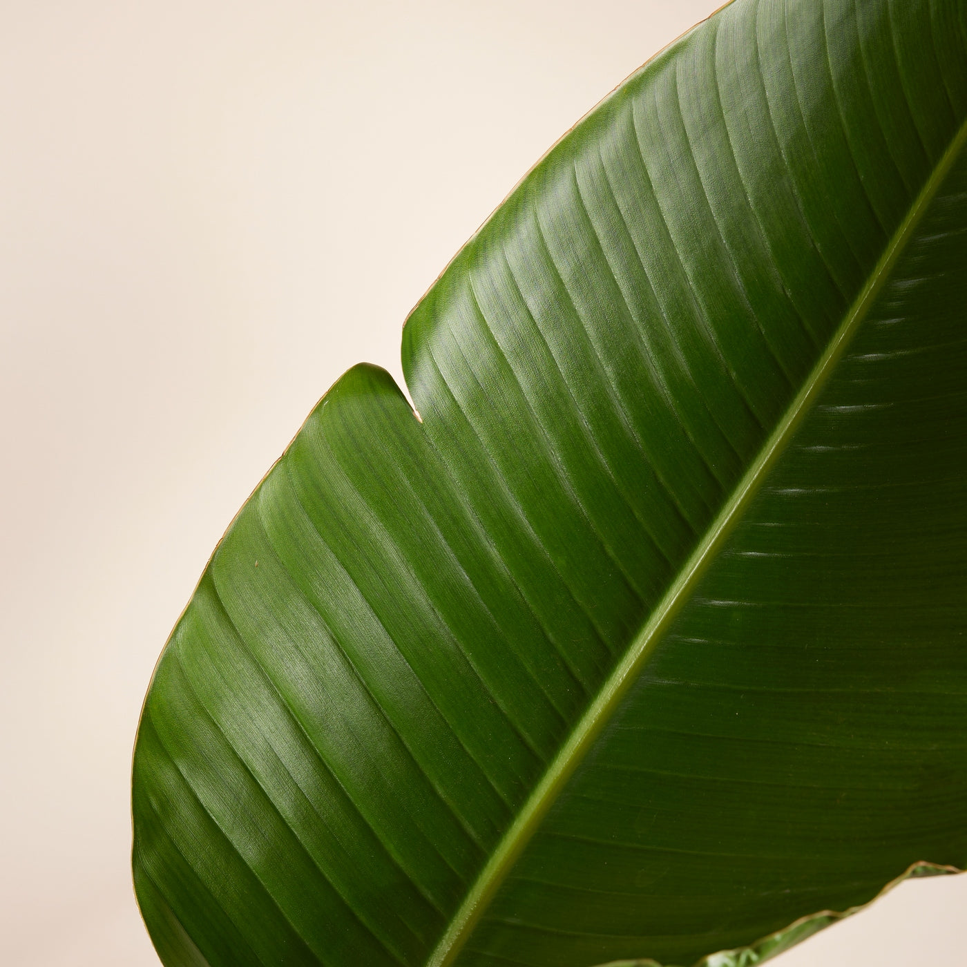 Strelitzia Nicolai Xxl – Plante D'Intérieur