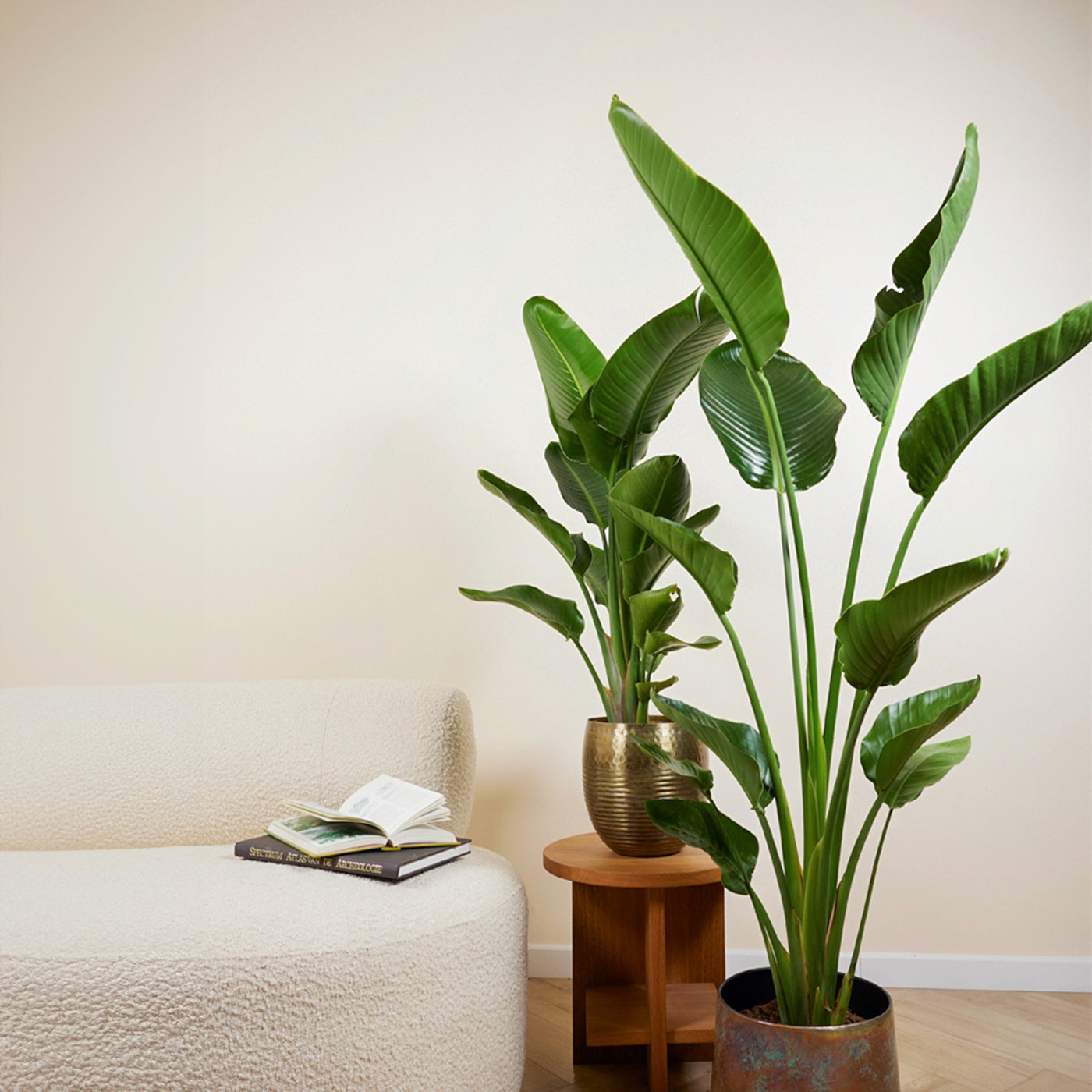 Strelitzia Nicolai Xxl – Plante D'Intérieur