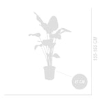 Strelitzia Nicolai Xxl – Plante D'Intérieur
