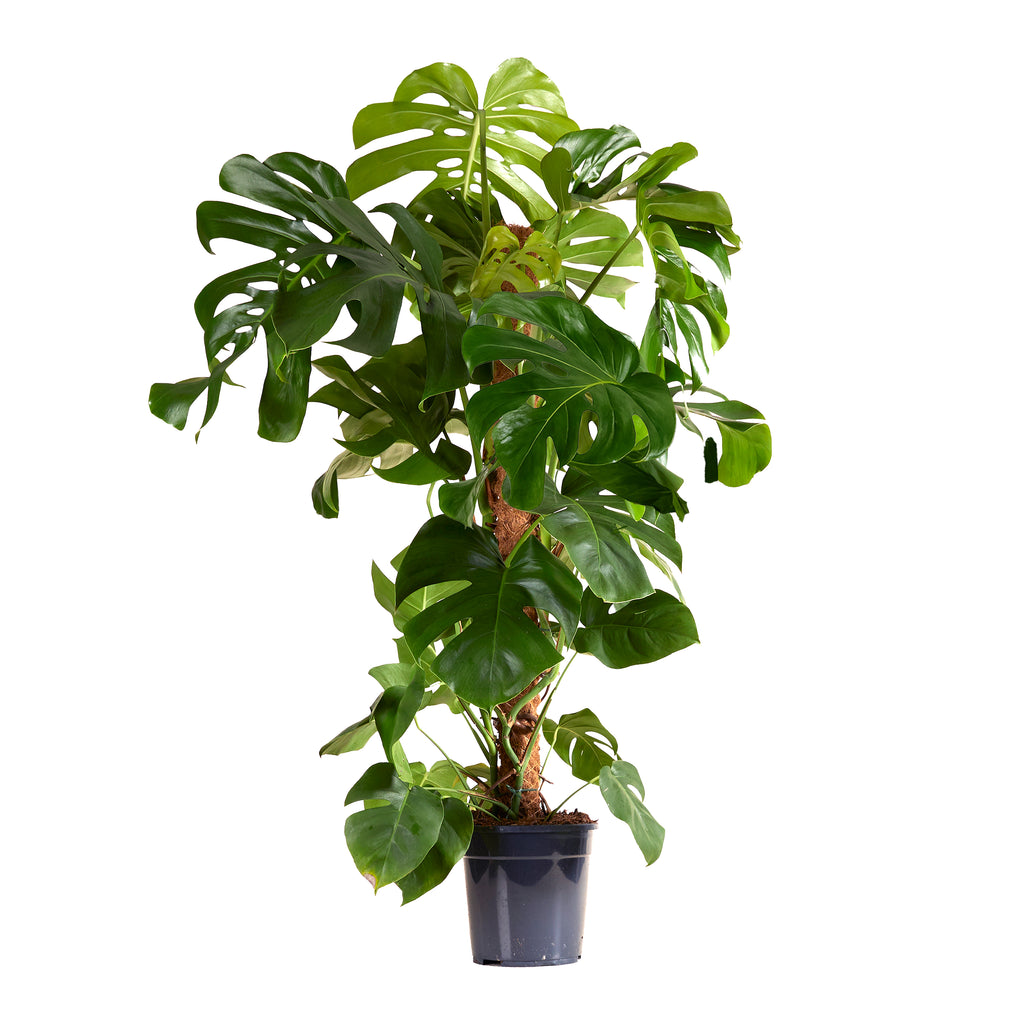 Monstera Deliciosa Sur Tuteur Mousse – Plante D'Intérieur