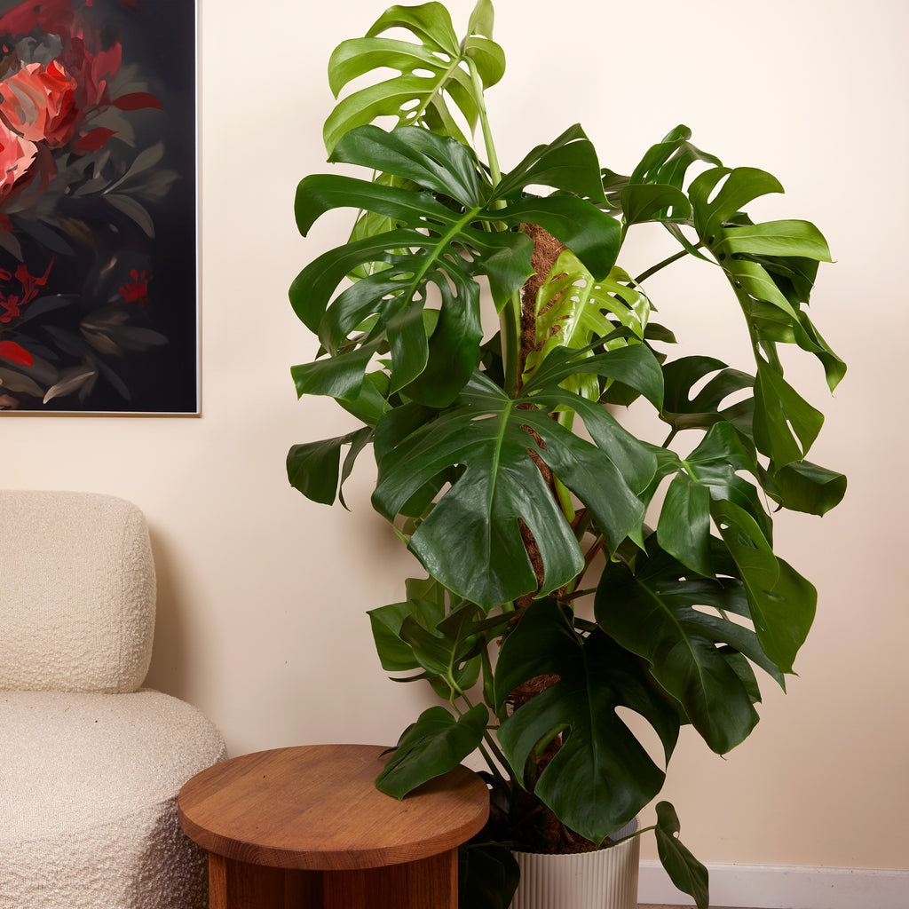 Monstera Deliciosa Sur Tuteur Mousse – Plante D'Intérieur