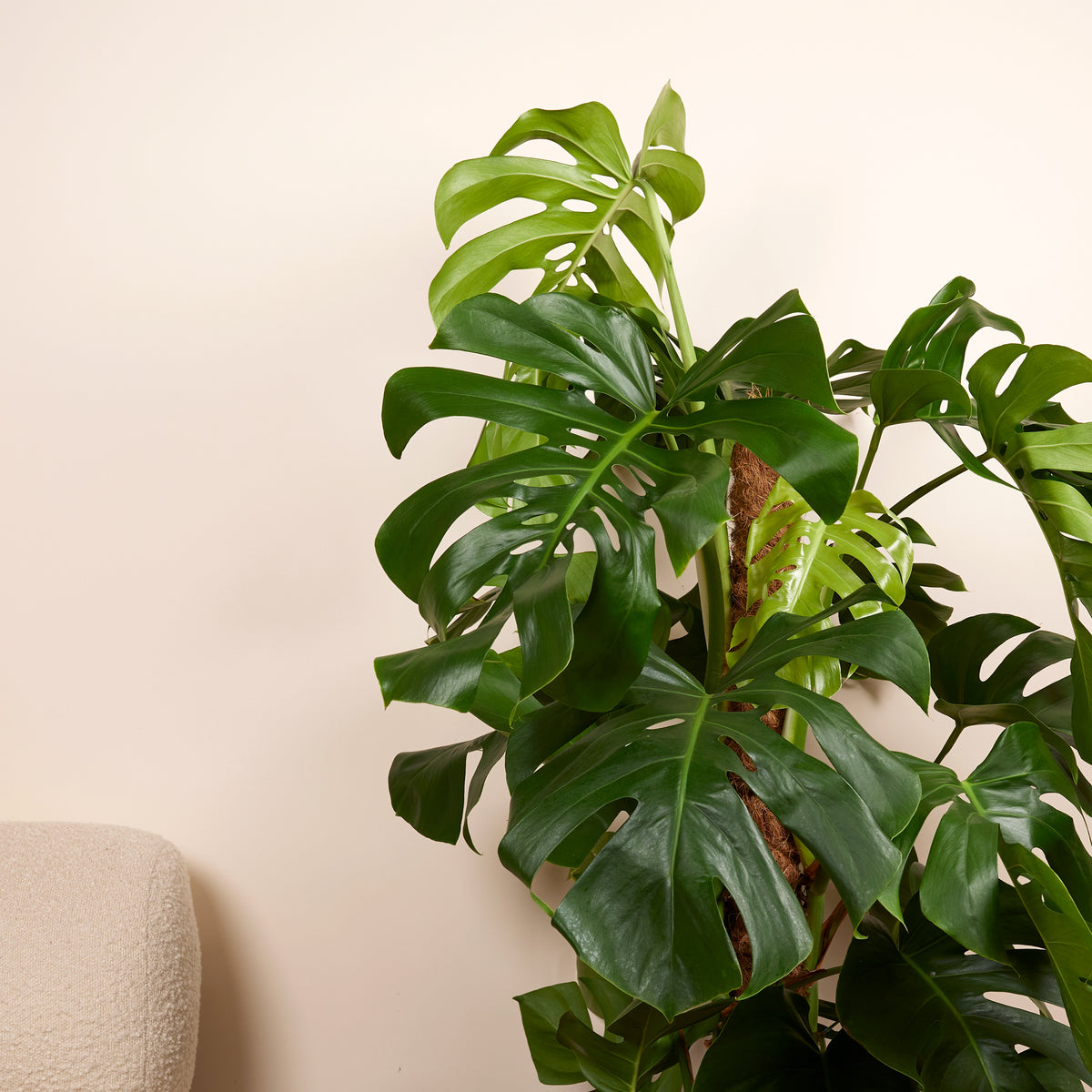 Monstera Deliciosa Sur Tuteur Mousse – Plante D'Intérieur