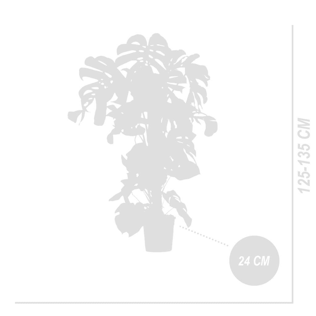 Monstera Deliciosa Sur Tuteur Mousse – Plante D'Intérieur