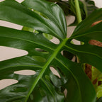 Monstera Deliciosa Sur Tuteur Mousse – Plante D'Intérieur
