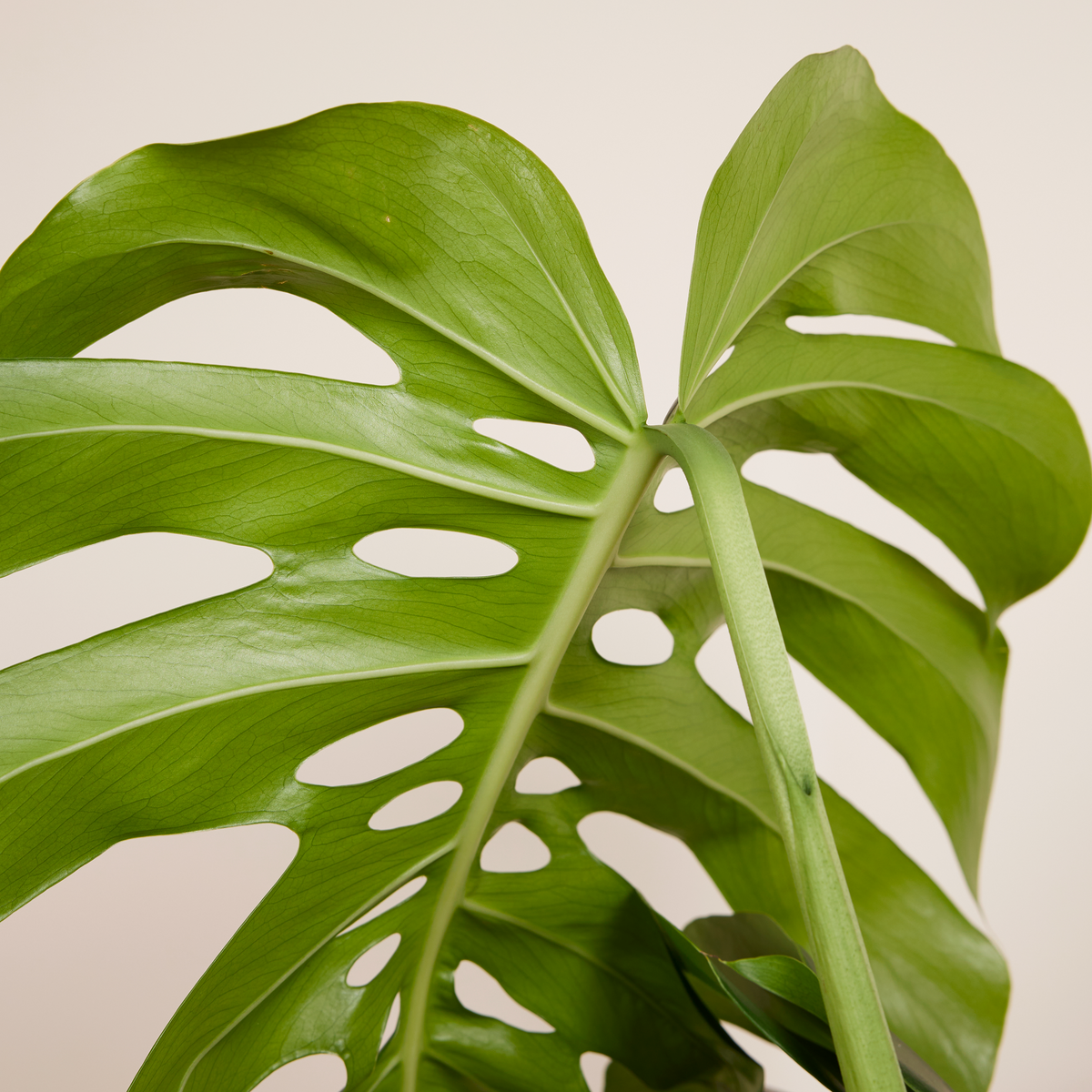 Monstera Deliciosa Sur Tuteur Mousse – Plante D'Intérieur