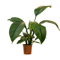Spathiphyllum Sensation – Plante D'Intérieur