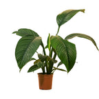 Spathiphyllum Sensation – Plante D'Intérieur