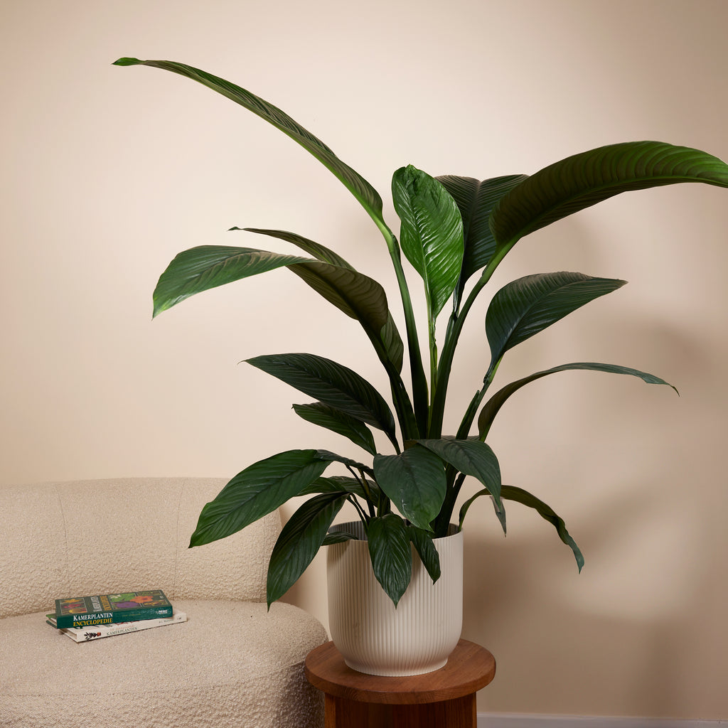 Spathiphyllum Sensation – Plante D'Intérieur