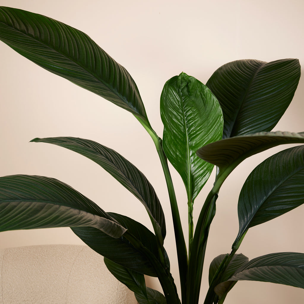 Spathiphyllum Sensation – Plante D'Intérieur