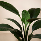 Spathiphyllum Sensation – Plante D'Intérieur