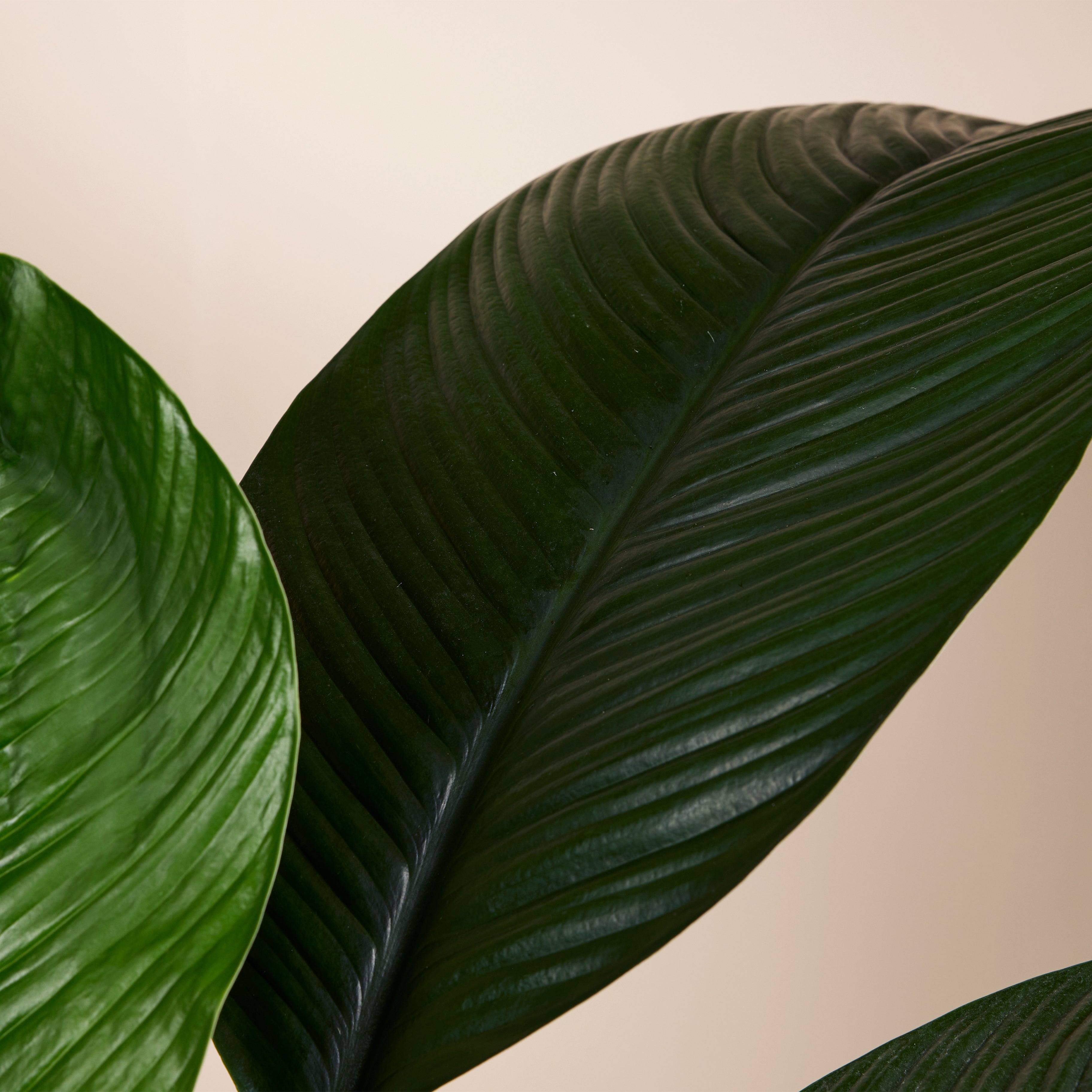 Spathiphyllum Sensation – Plante D'Intérieur