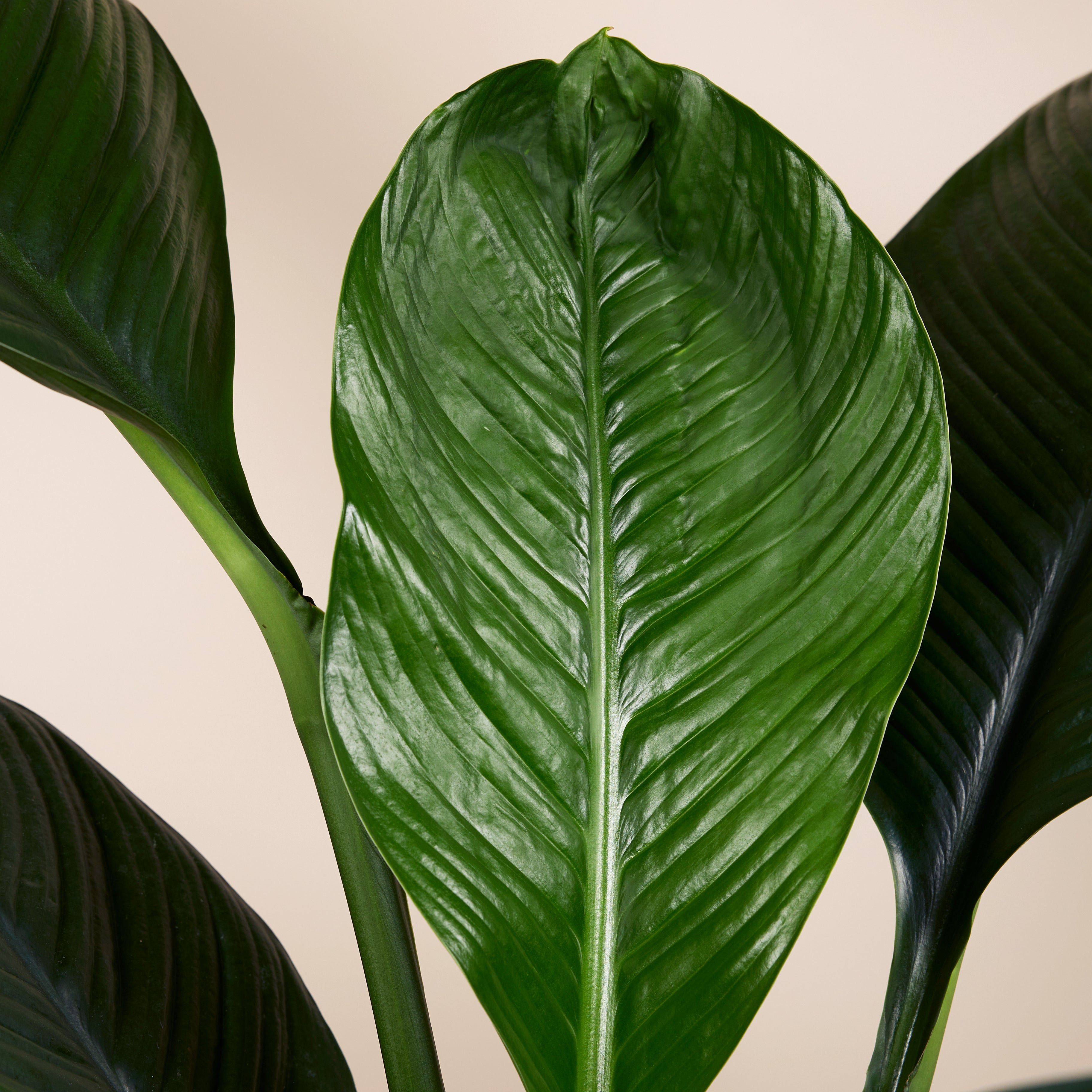 Spathiphyllum Sensation – Plante D'Intérieur