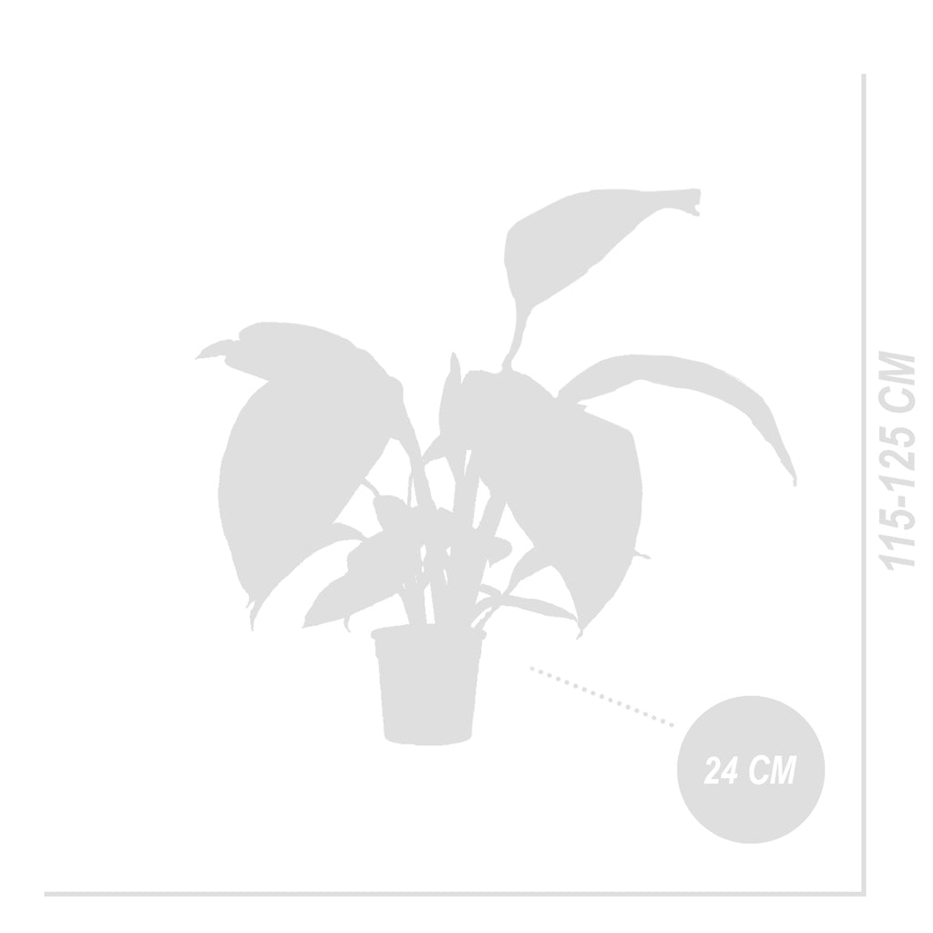 Spathiphyllum Sensation – Plante D'Intérieur