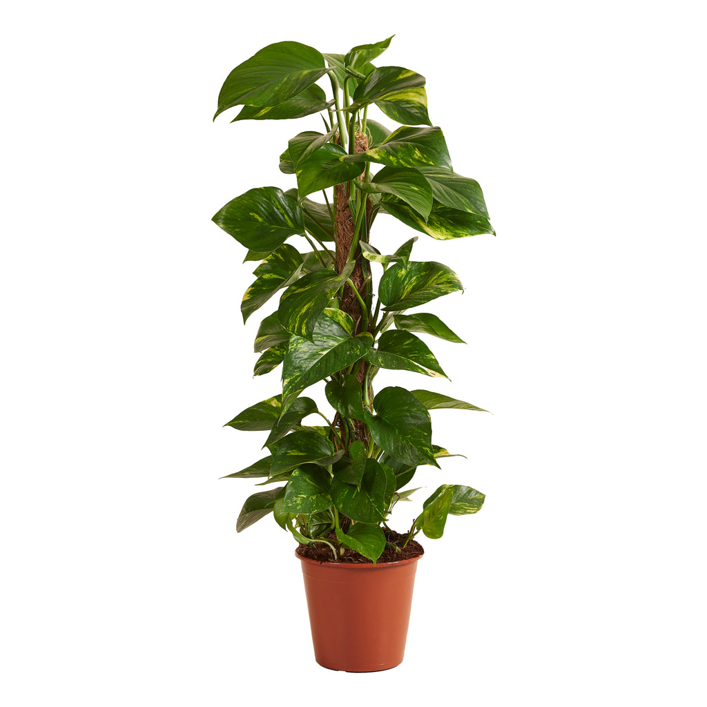 Epipremnum Aureum Sur Tuteur Mousse – Plante D'Intérieur