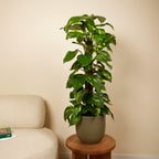 Epipremnum Aureum Sur Tuteur Mousse – Plante D'Intérieur