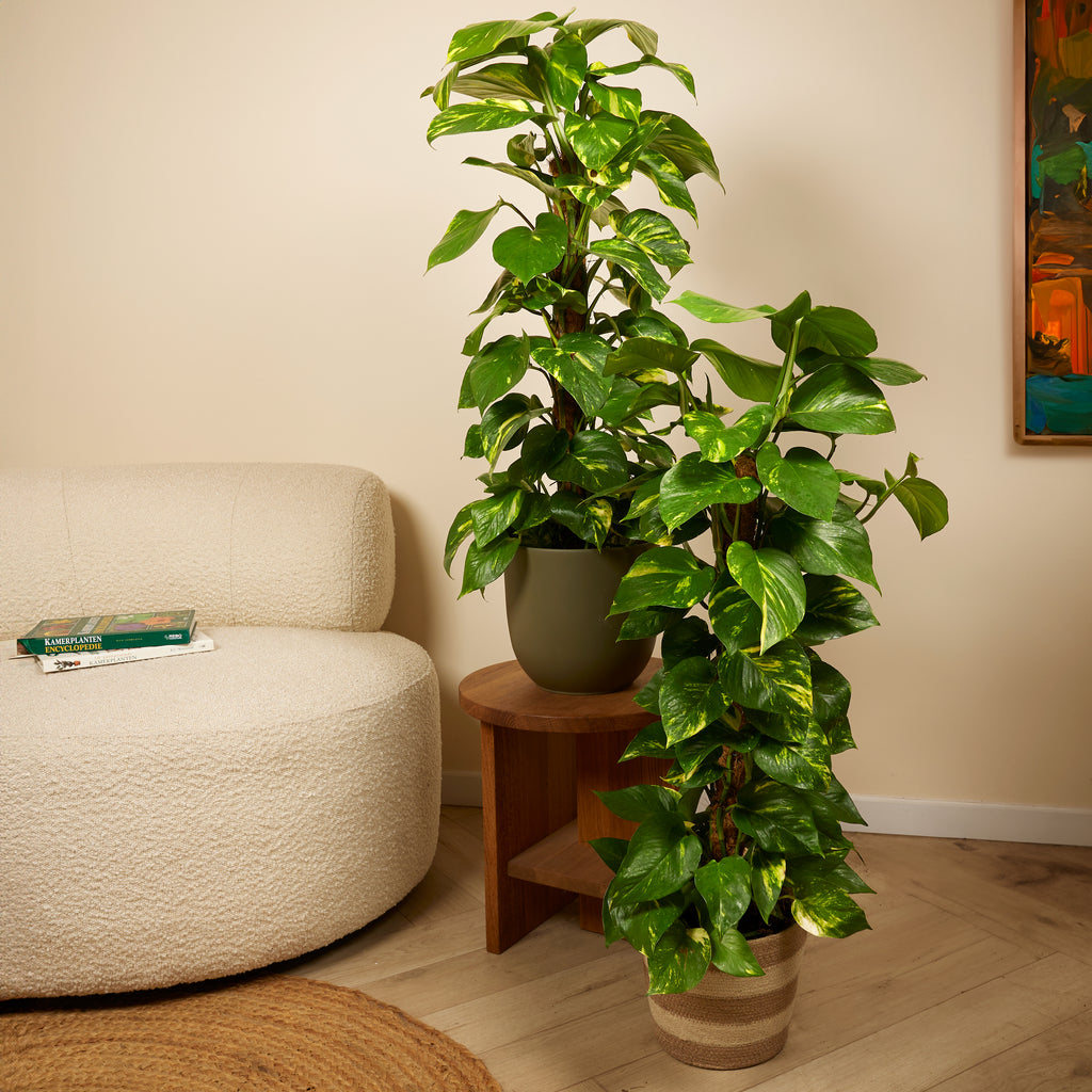 Epipremnum Aureum Sur Tuteur Mousse – Plante D'Intérieur