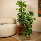 Epipremnum Aureum Sur Tuteur Mousse – Plante D'Intérieur