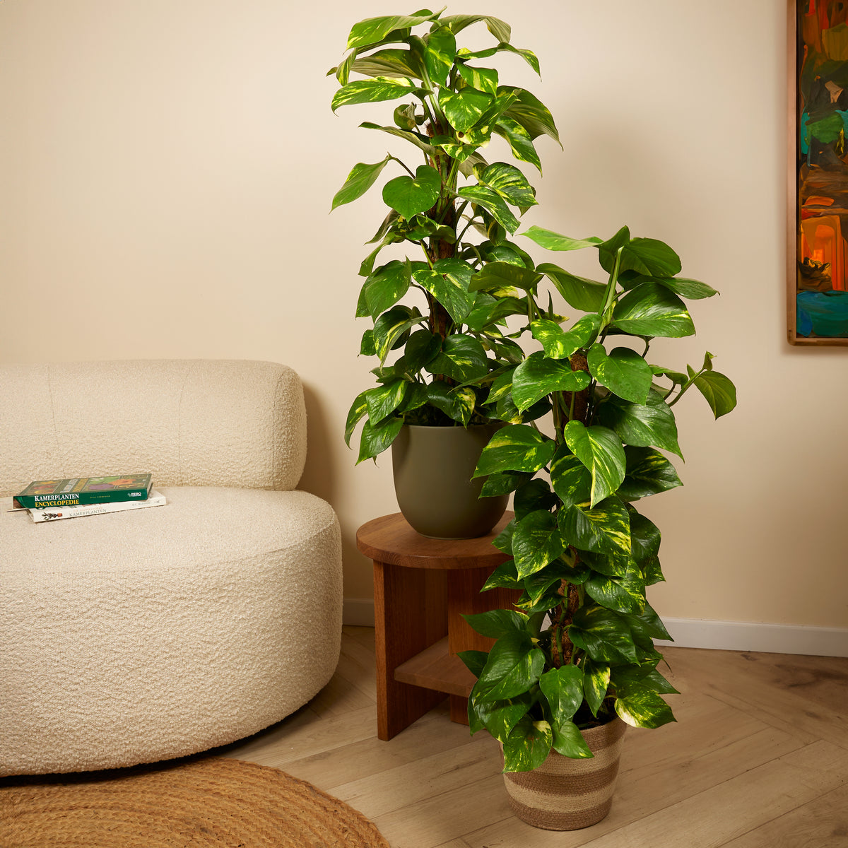 Epipremnum Aureum Sur Tuteur Mousse – Plante D'Intérieur