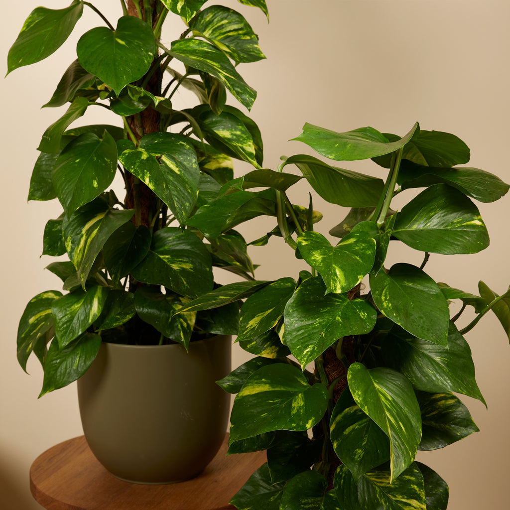 Epipremnum Aureum Sur Tuteur Mousse – Plante D'Intérieur