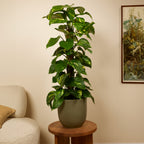 Epipremnum Aureum Sur Tuteur Mousse – Plante D'Intérieur