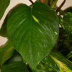 Epipremnum Aureum Sur Tuteur Mousse – Plante D'Intérieur