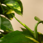 Epipremnum Aureum Sur Tuteur Mousse – Plante D'Intérieur