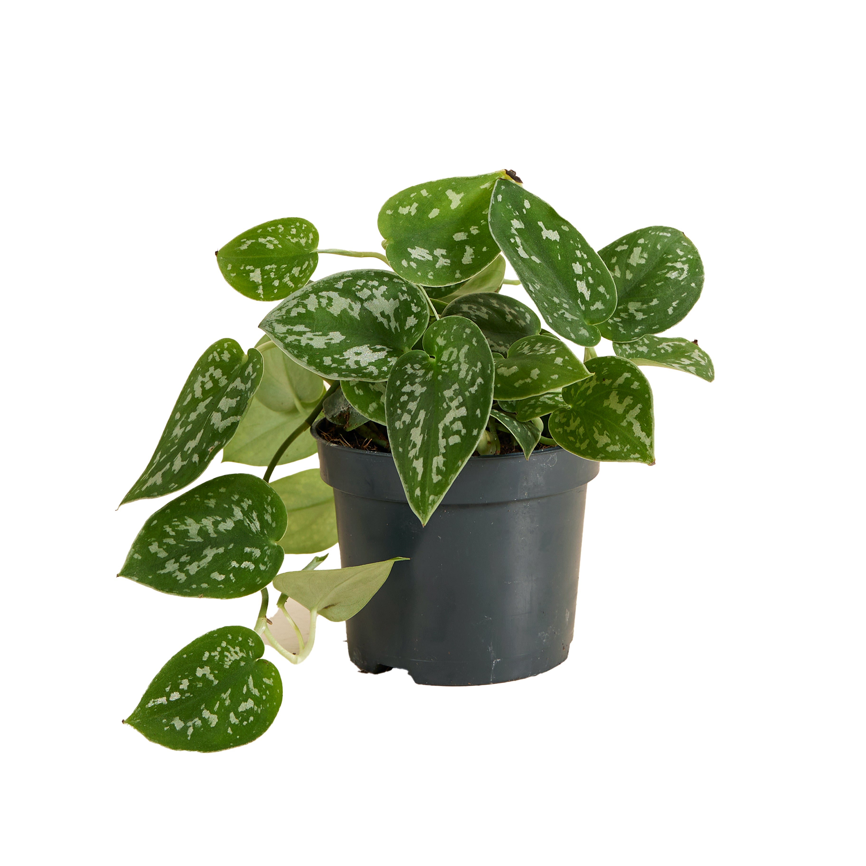 Scindapsus Pictus – Plante D'Intérieur