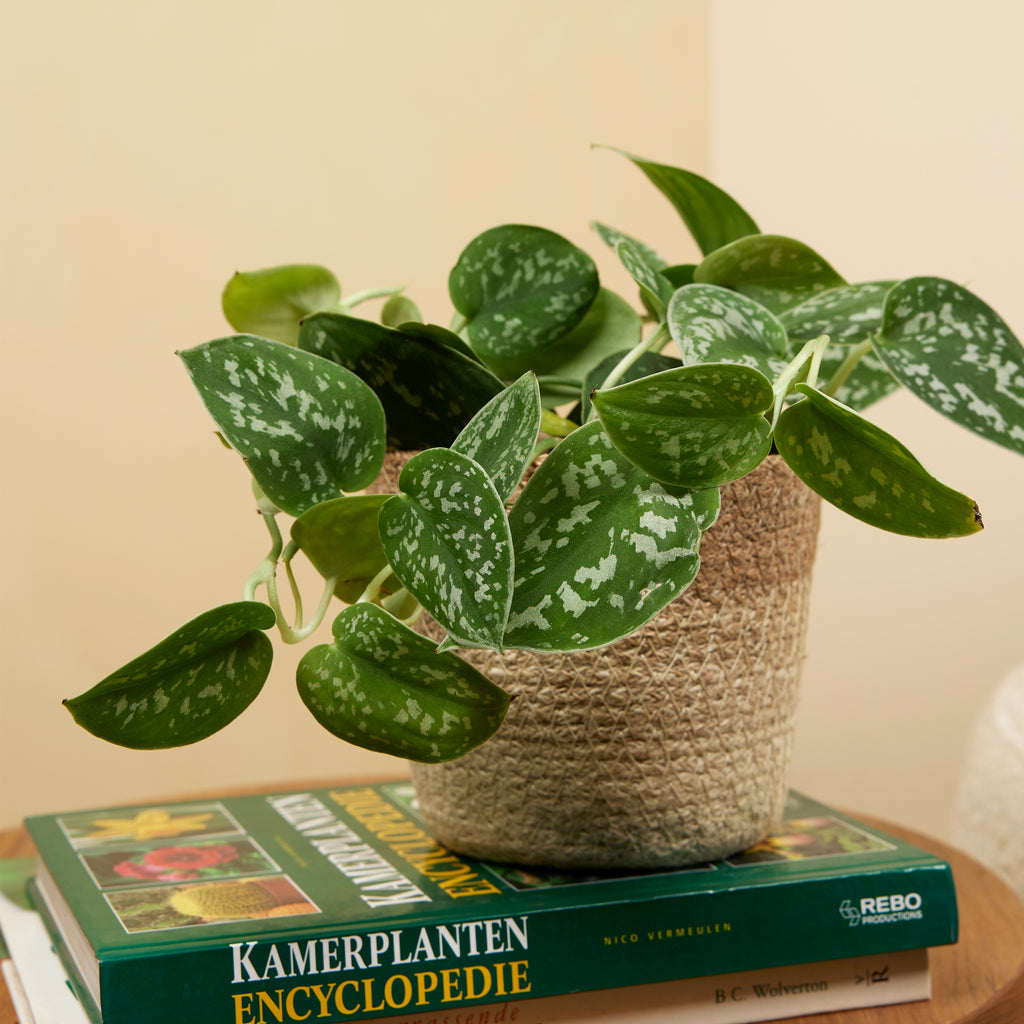 Scindapsus Pictus – Plante D'Intérieur