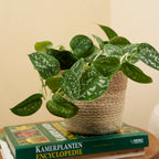 Scindapsus Pictus – Plante D'Intérieur