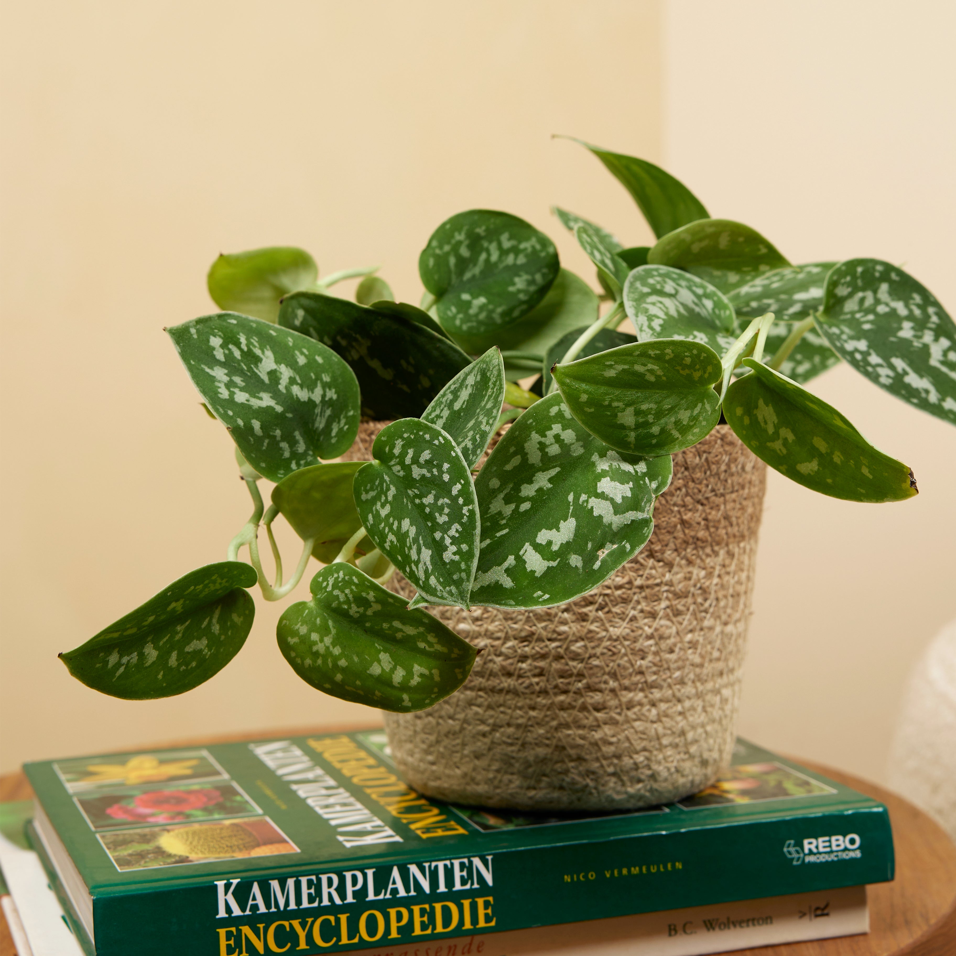 Scindapsus Pictus – Plante D'Intérieur