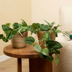 Scindapsus Pictus – Plante D'Intérieur
