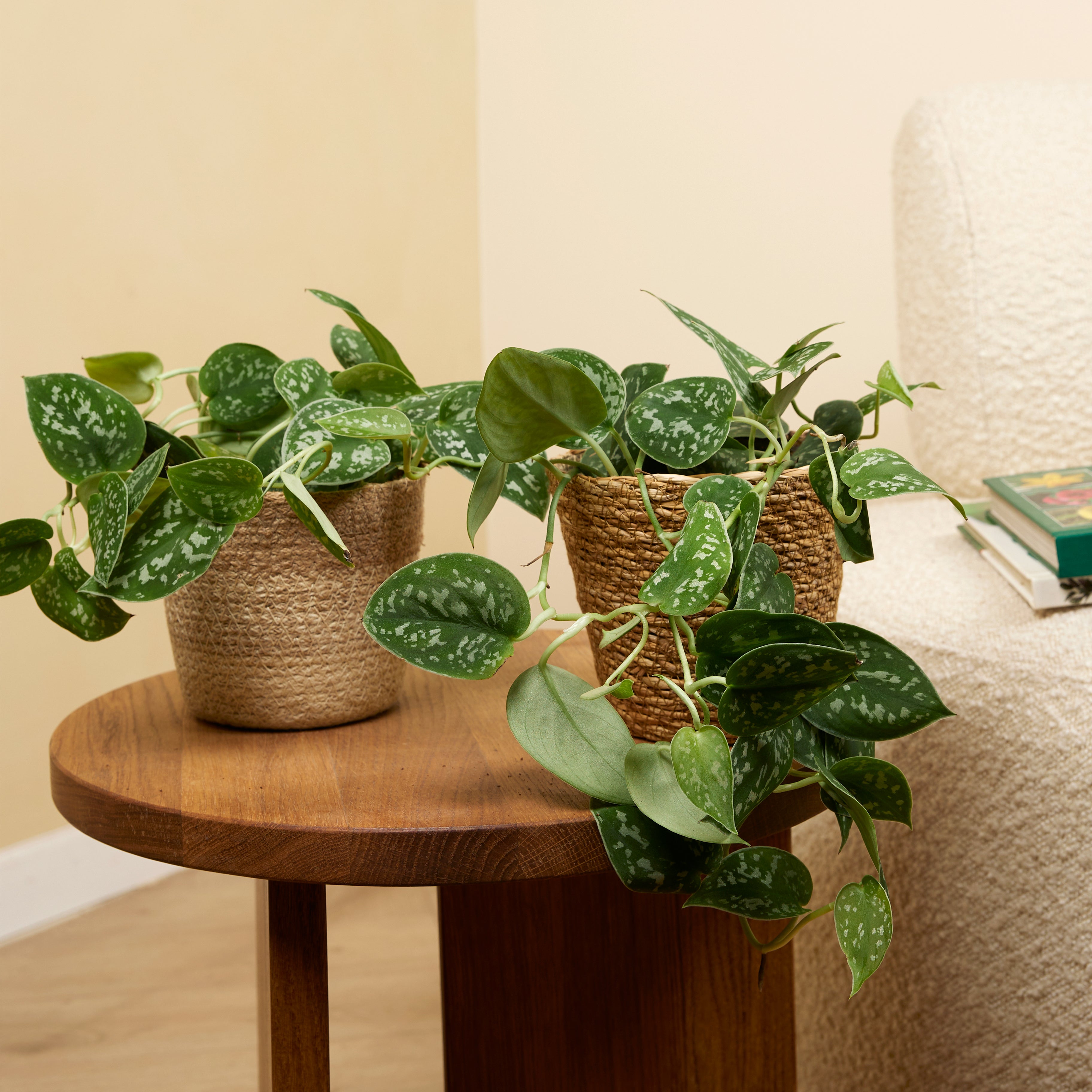 Scindapsus Pictus – Plante D'Intérieur