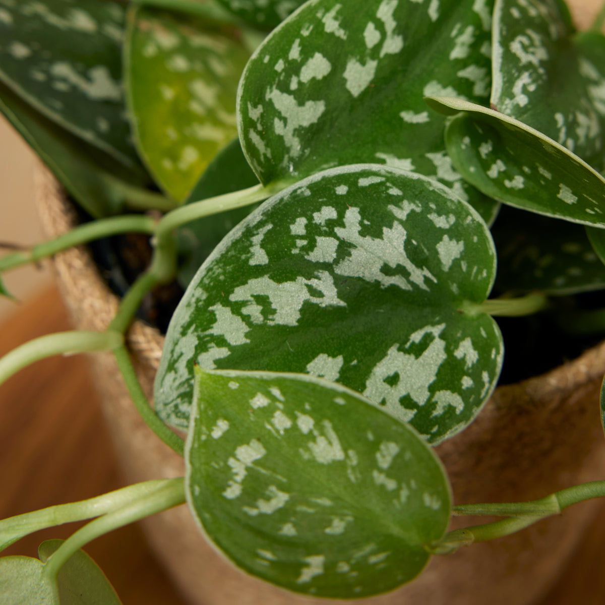 Scindapsus Pictus – Plante D'Intérieur