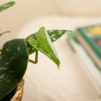 Scindapsus Pictus – Plante D'Intérieur