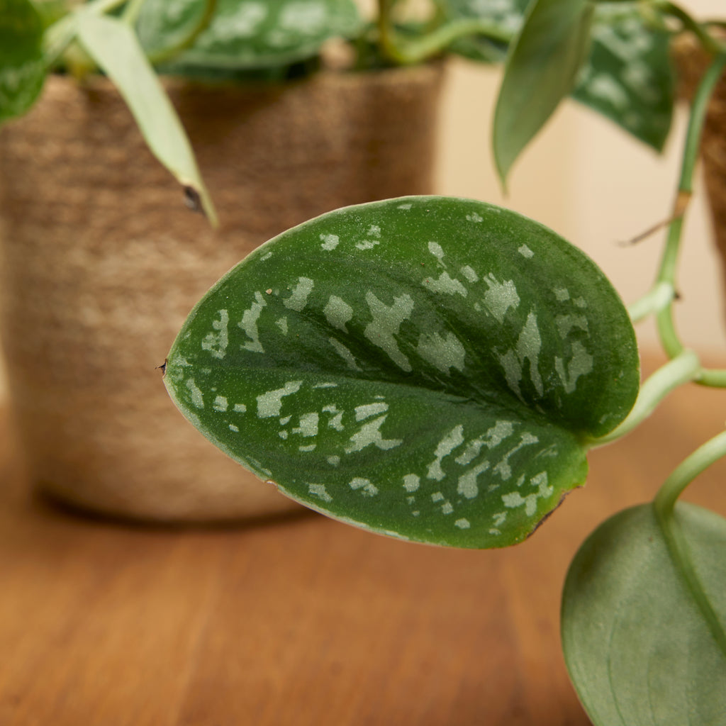 Scindapsus Pictus – Plante D'Intérieur