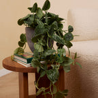 Scindapsus Pictus Trebie – Planta de interior