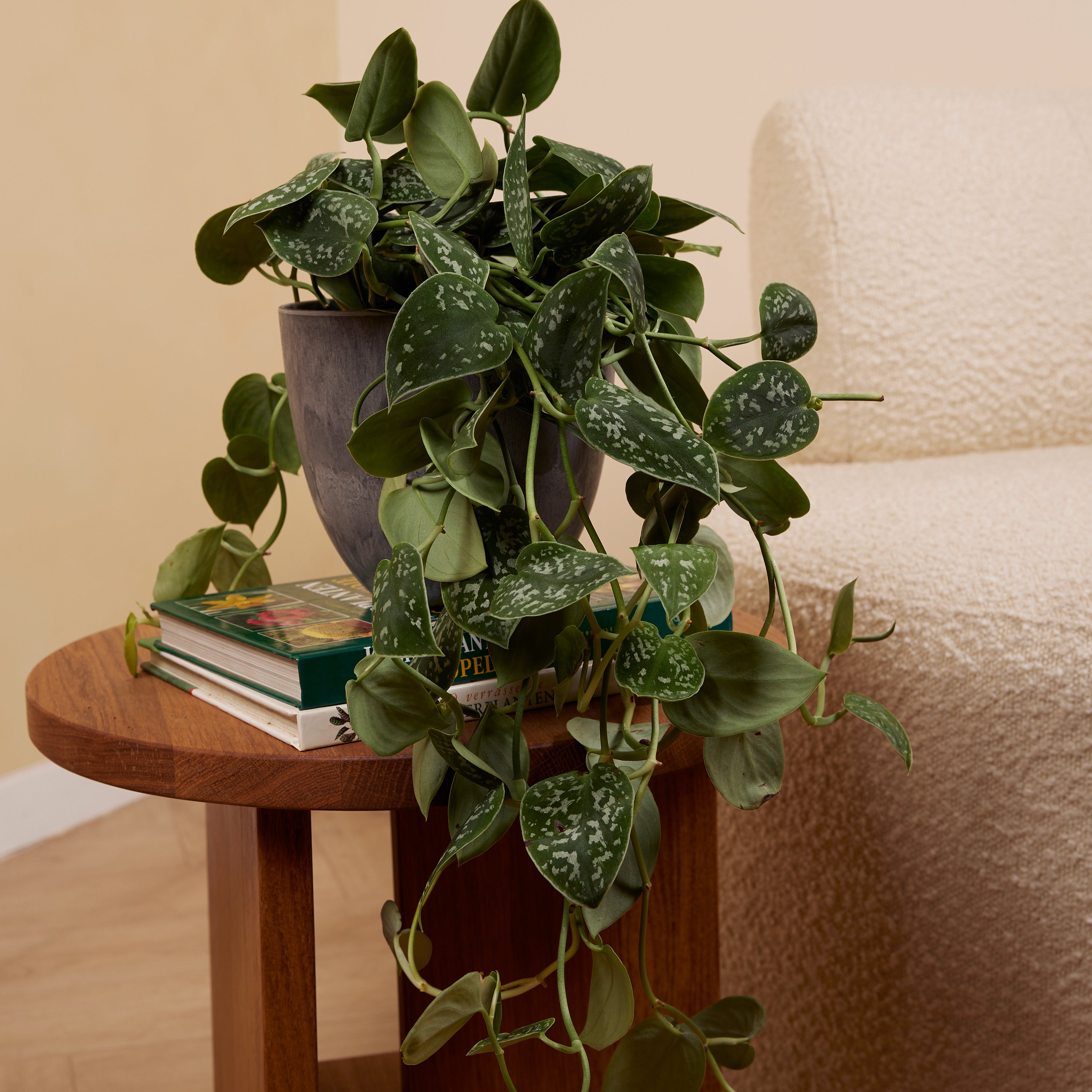 Scindapsus Pictus Trebie – Planta de interior