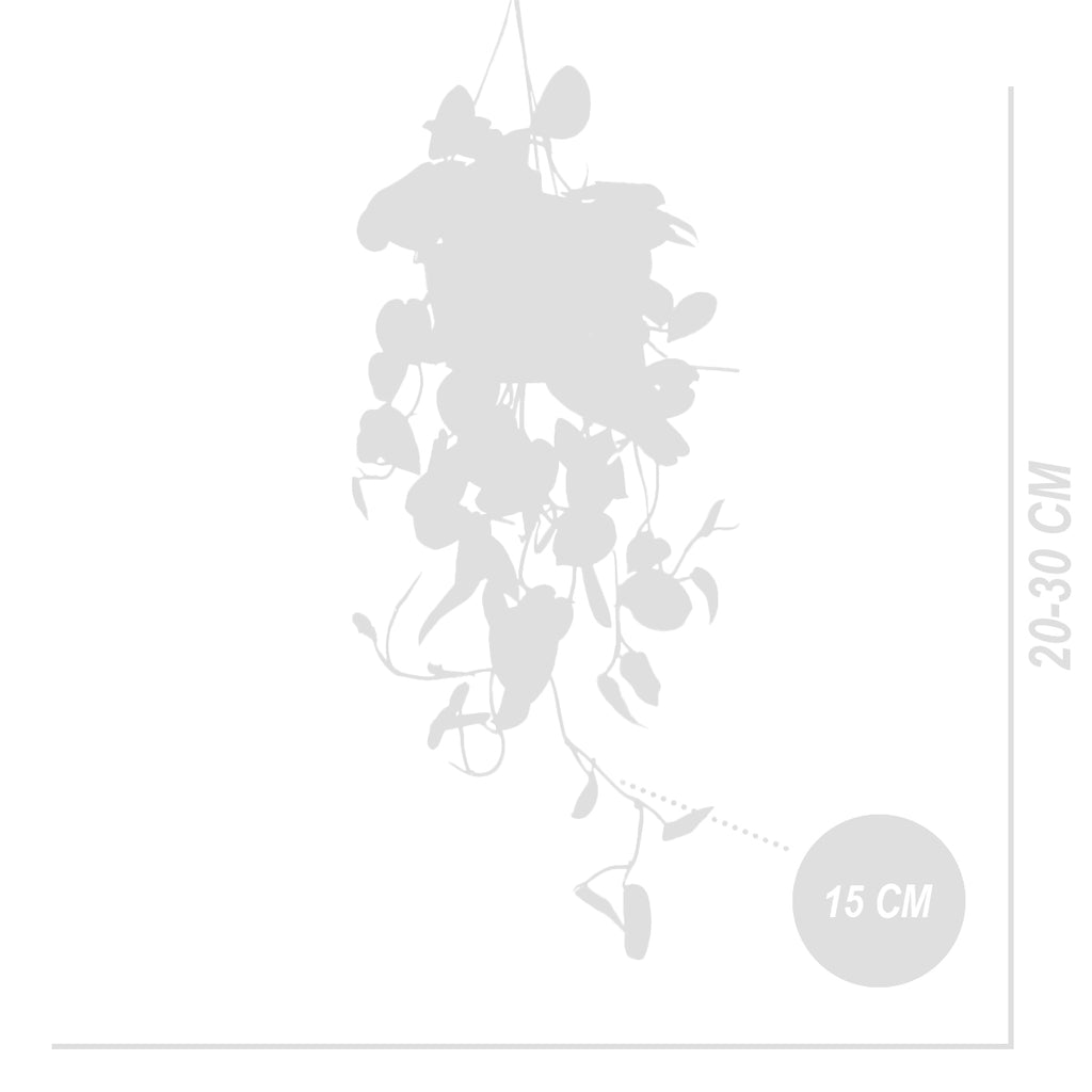 Scindapsus Pictus Trebie – Planta de interior