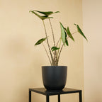 Alocasia Zebrina – Plante D'Intérieur