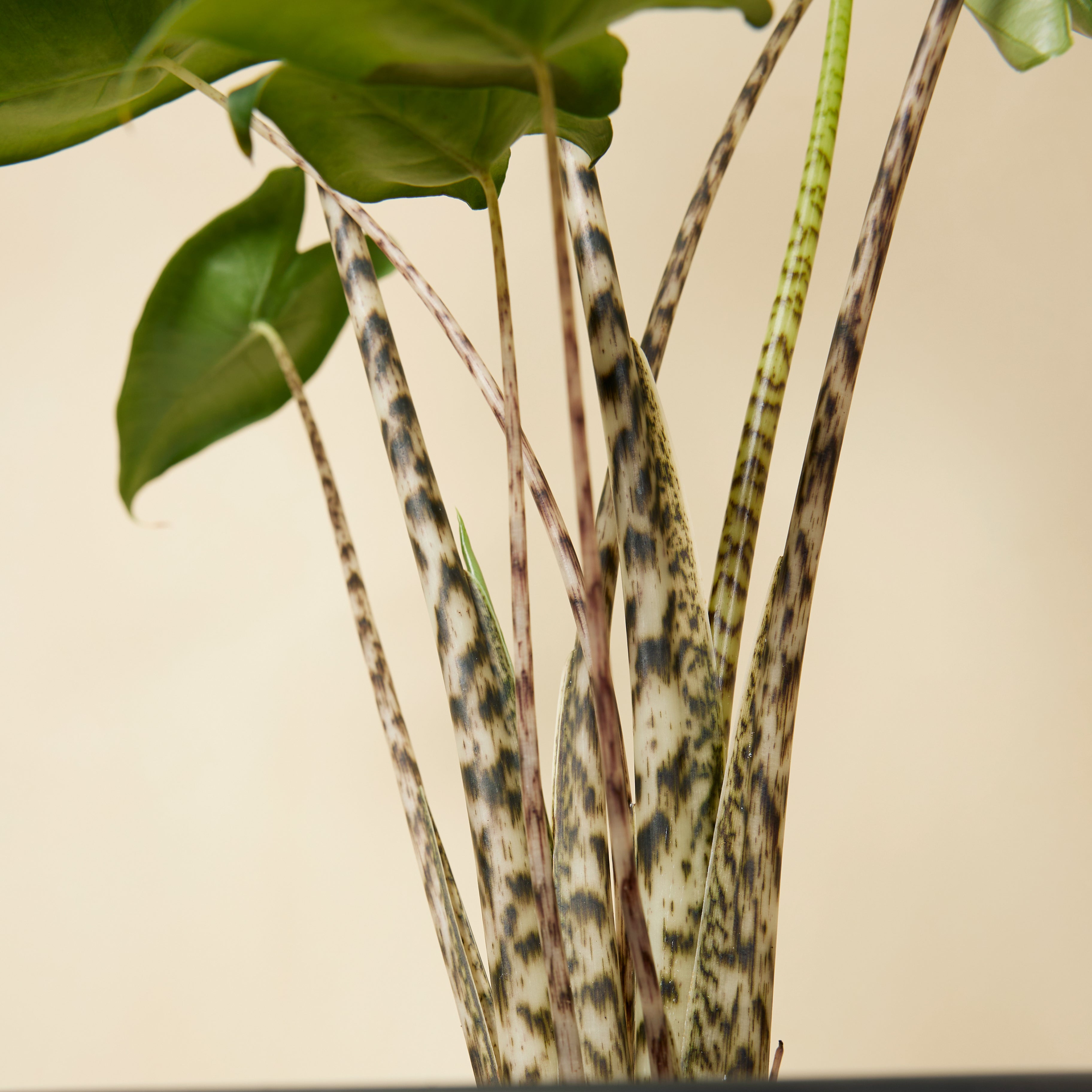 Alocasia Zebrina – Plante D'Intérieur