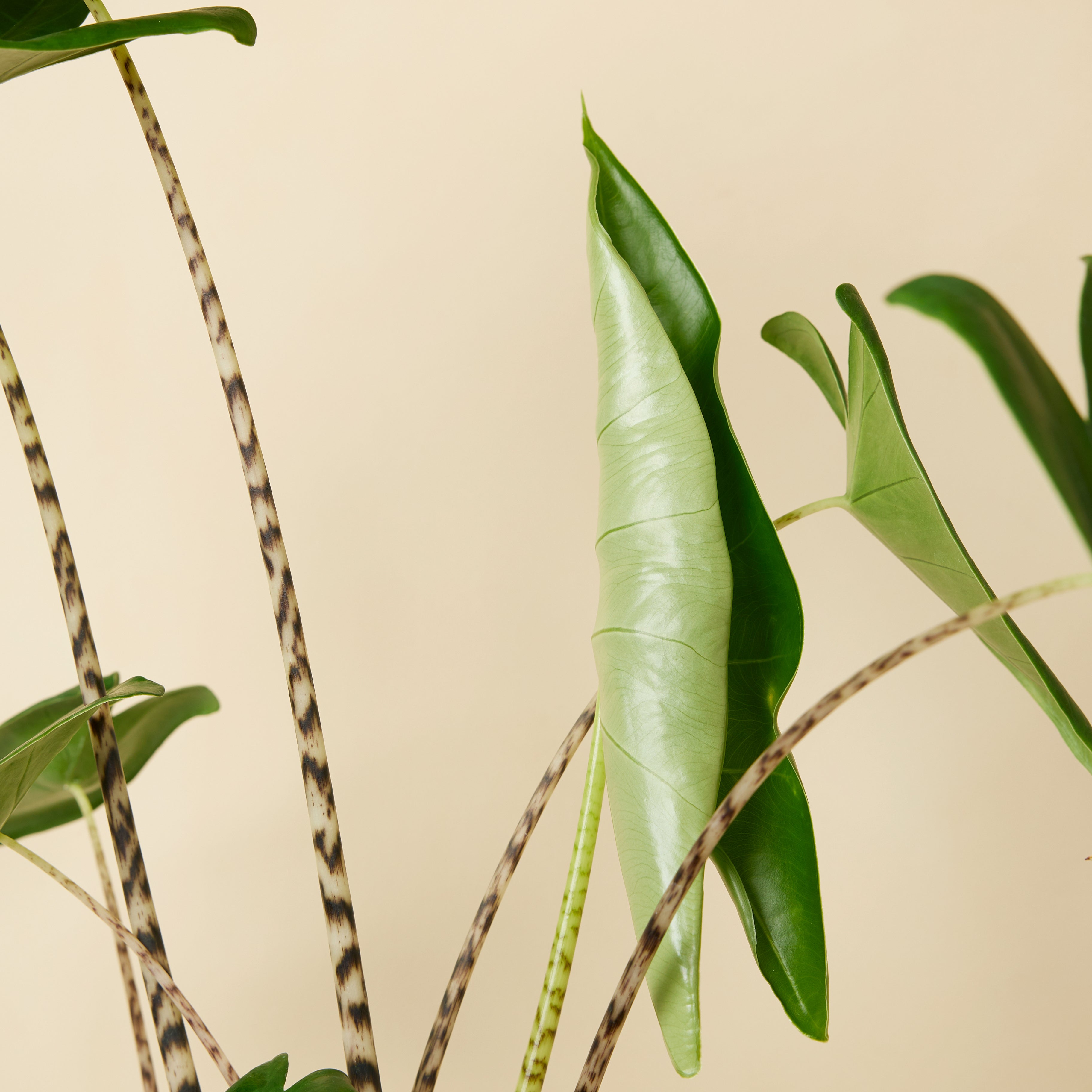 Alocasia Zebrina – Plante D'Intérieur