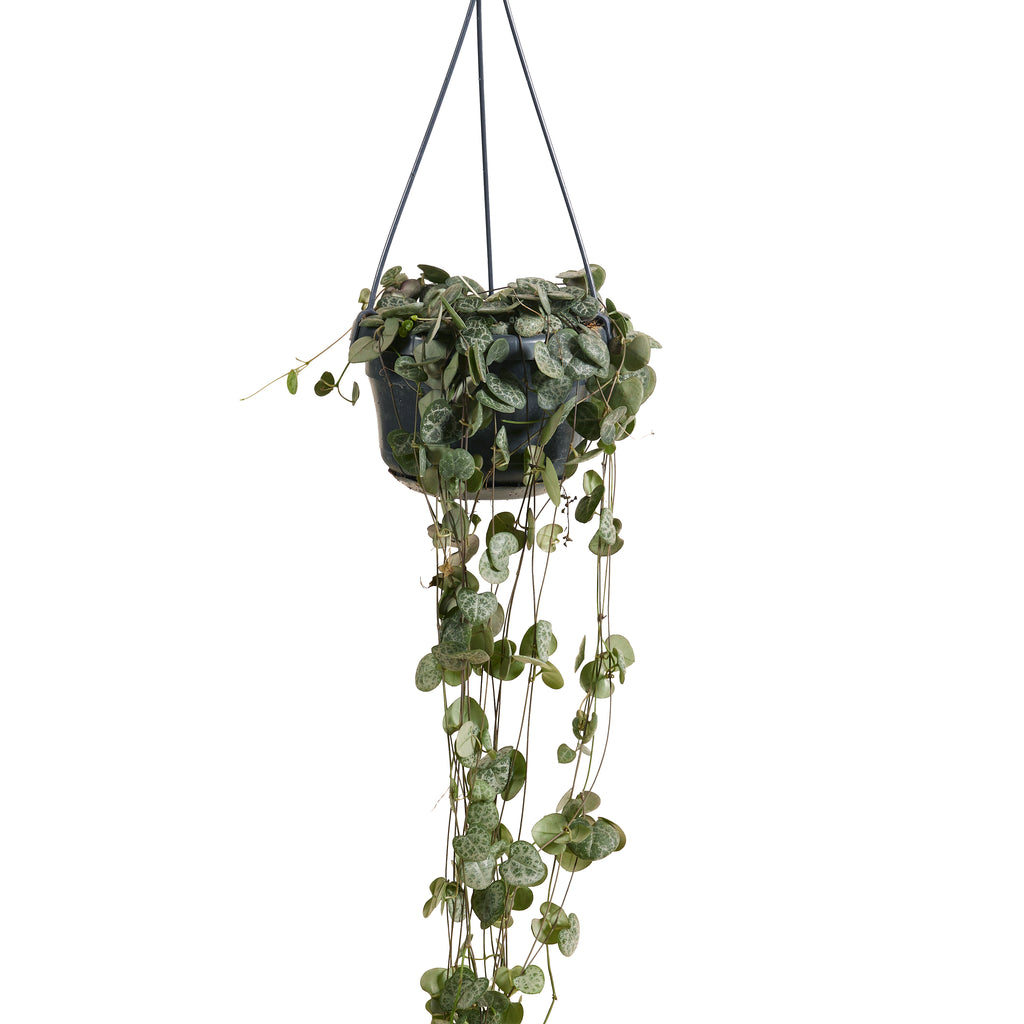 Ceropegia Woodii – Houseplant
