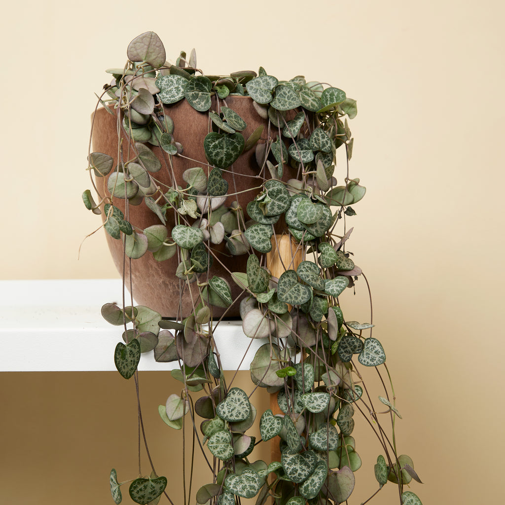 Ceropegia Woodii – Houseplant