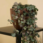 Ceropegia Woodii – Houseplant