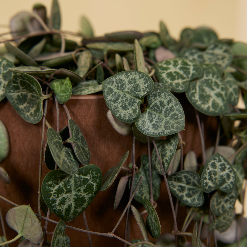 Ceropegia Woodii – Houseplant