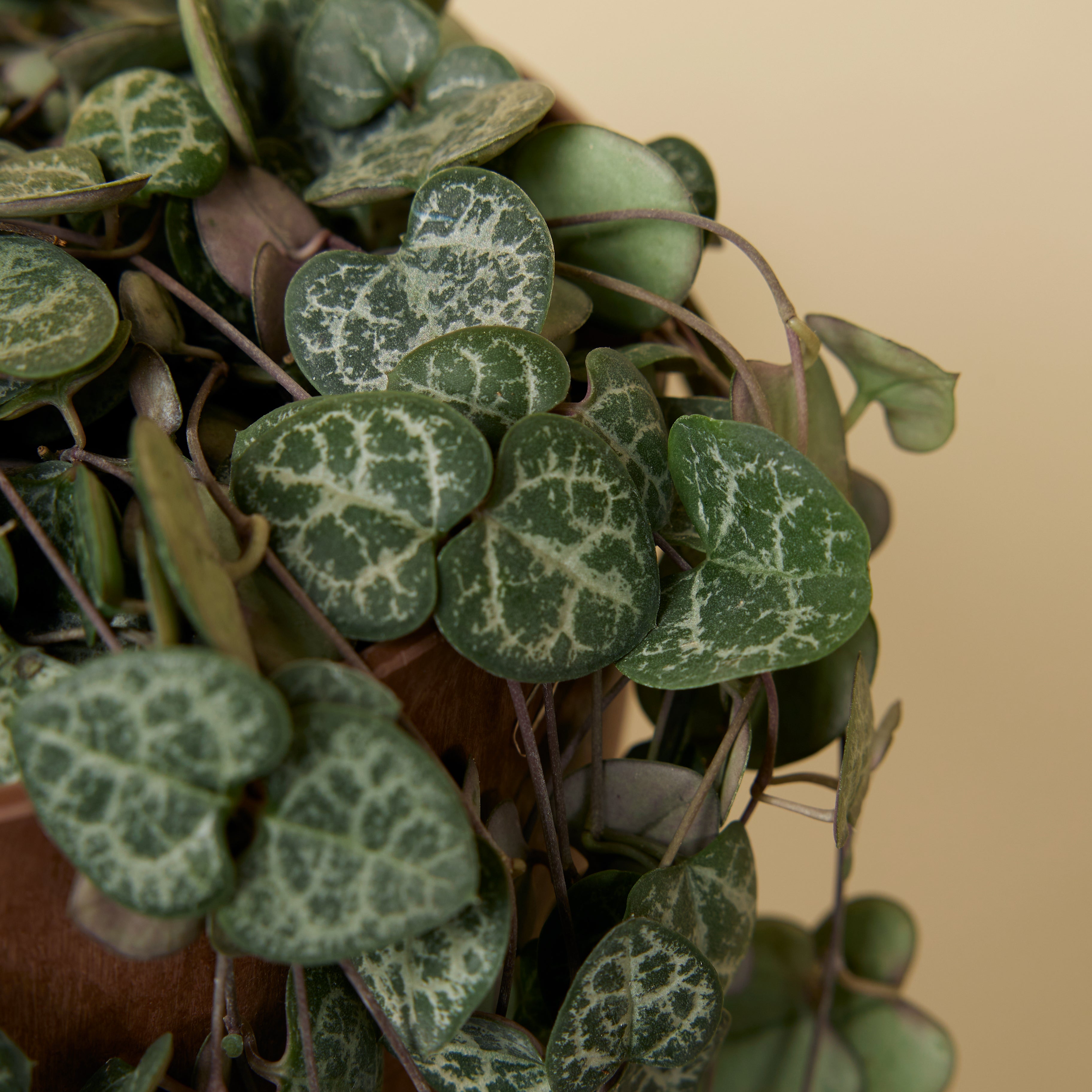 Ceropegia Woodii – Houseplant